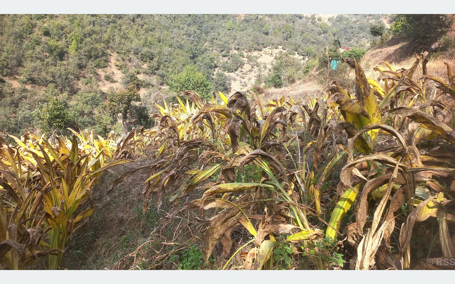 बैतडीका महिला व्यावसायिक बेसारखेती गर्दै