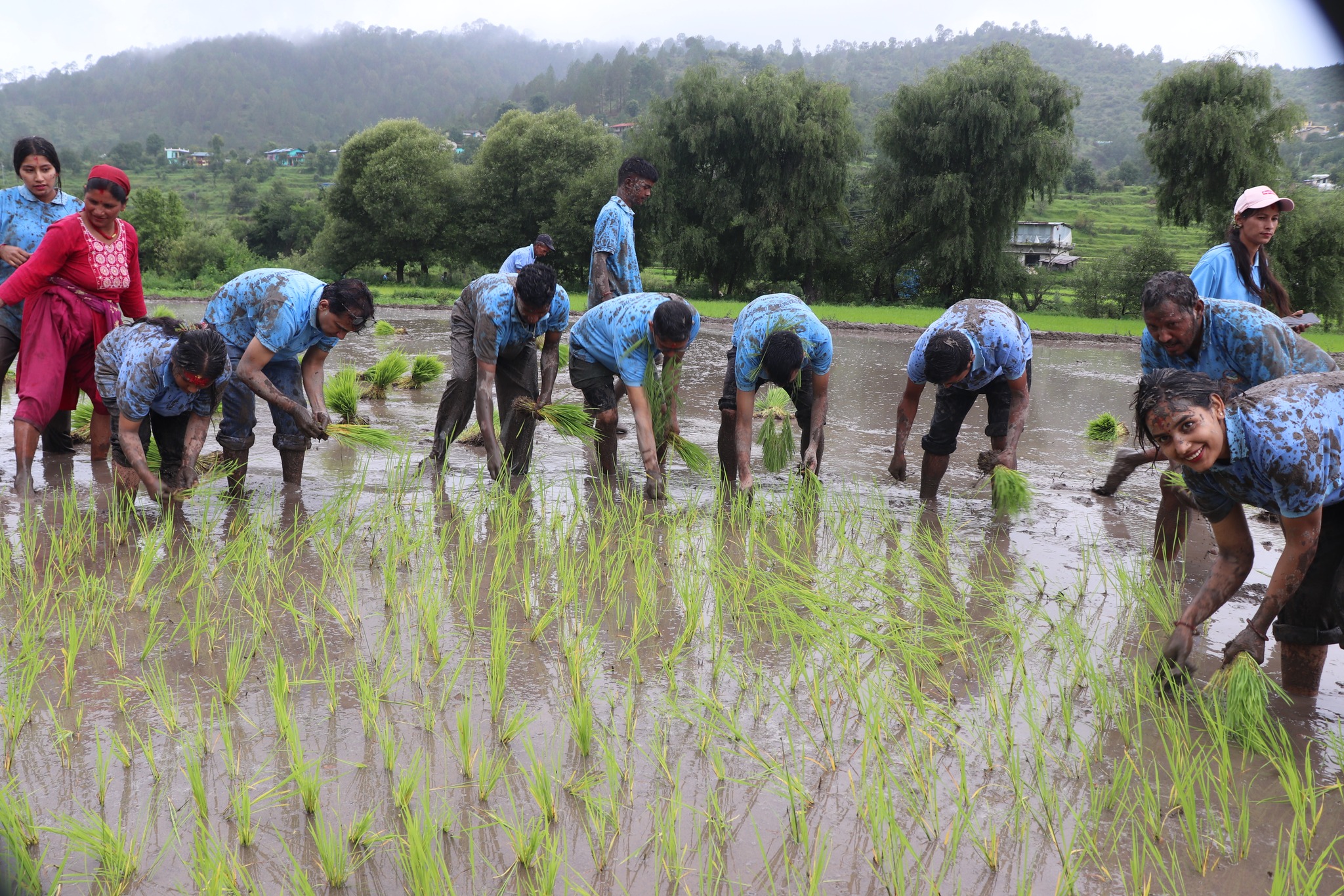 सुदूरपश्चिममा लगभग सकियो रोपाइँ, धान उत्पादन बढ्ने अनुमान