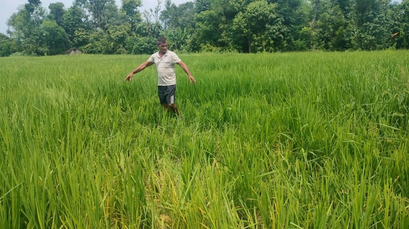 कञ्चनपुरमा हात्ती आतंक, त्रासमा स्थानीय