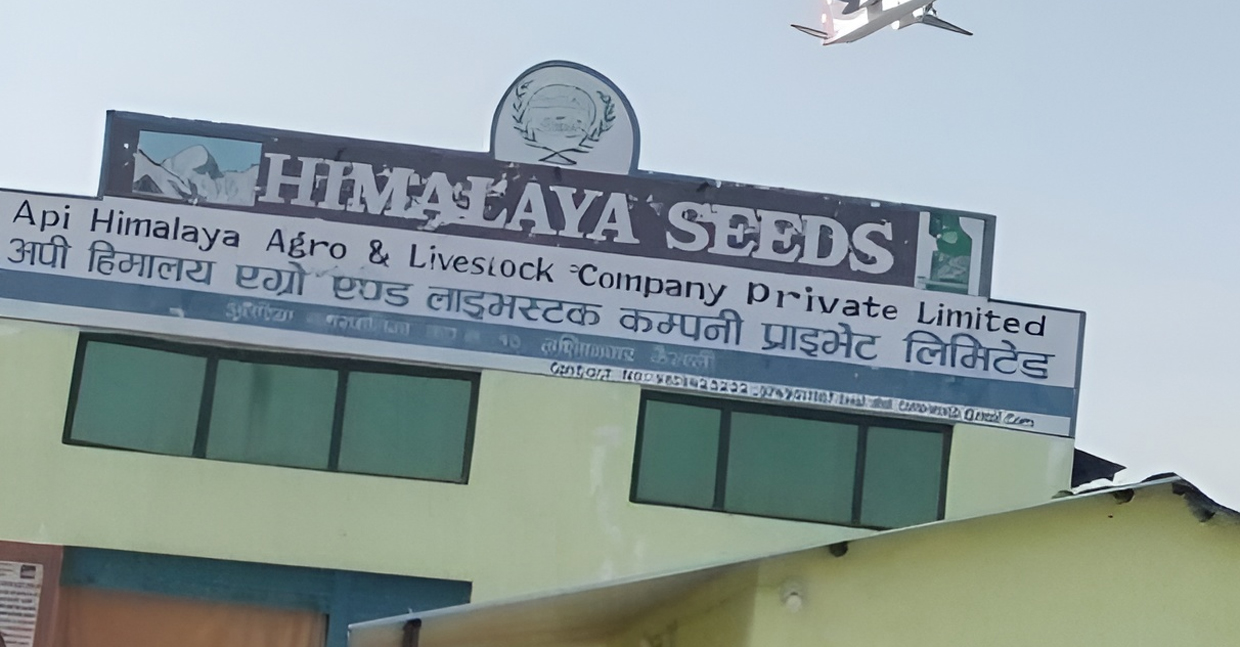 कैलालीका किसानले गहुँको बीउकै भुक्तानी पाएनन्, कम्पनी र सहकारीबाट ठगिएको गुनासो