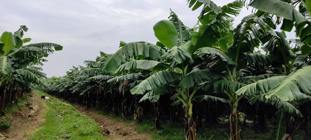 Banana-Farm.jpg