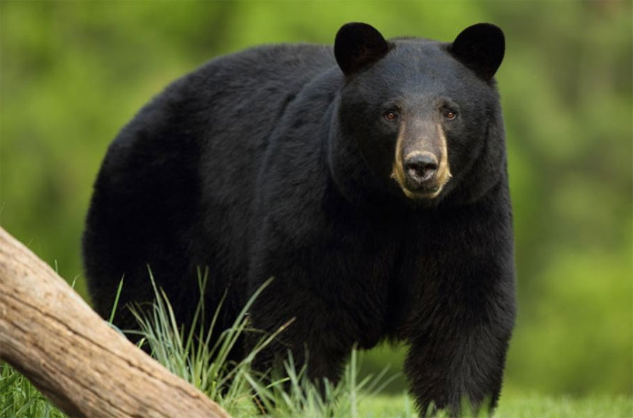 bear.jpg
