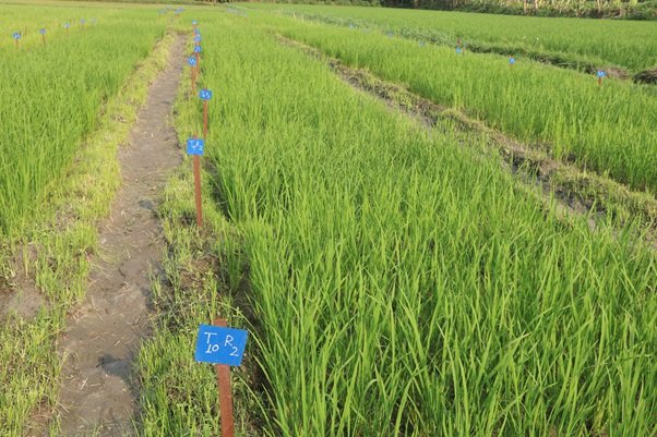 सिँचाइ अभावले चैते धान खेती घट्दै