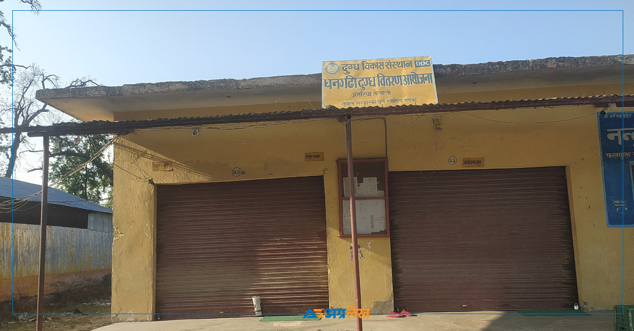 डीडीसी अत्तरियामा डेढ महिनादेखि तालाबन्दी, दुग्ध किसानको सात करोड भुक्तानी बाँकी