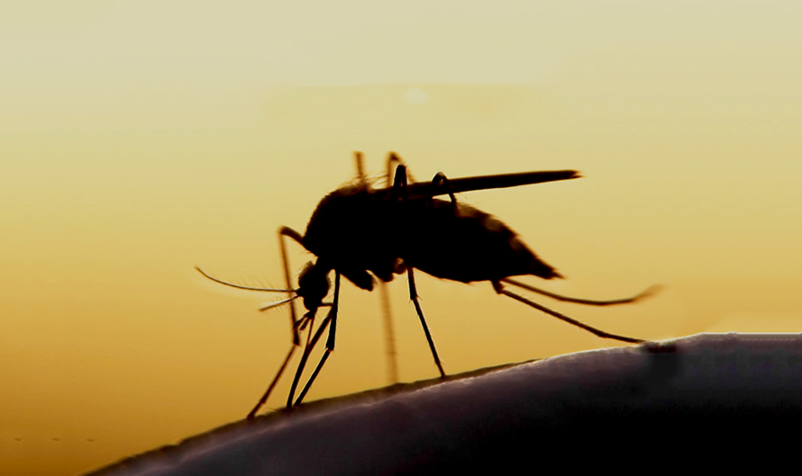dengue_rOLMC4Tr5U.jpg
