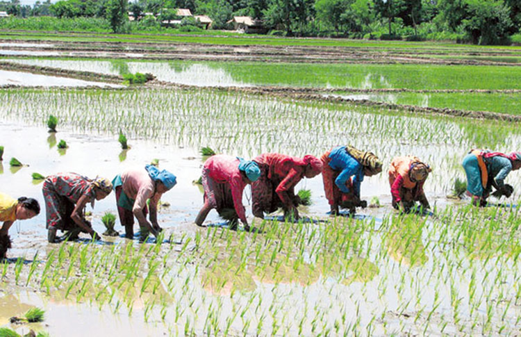 डडेल्धुरामा ६० प्रतिशत रोपाइँ सम्पन्न