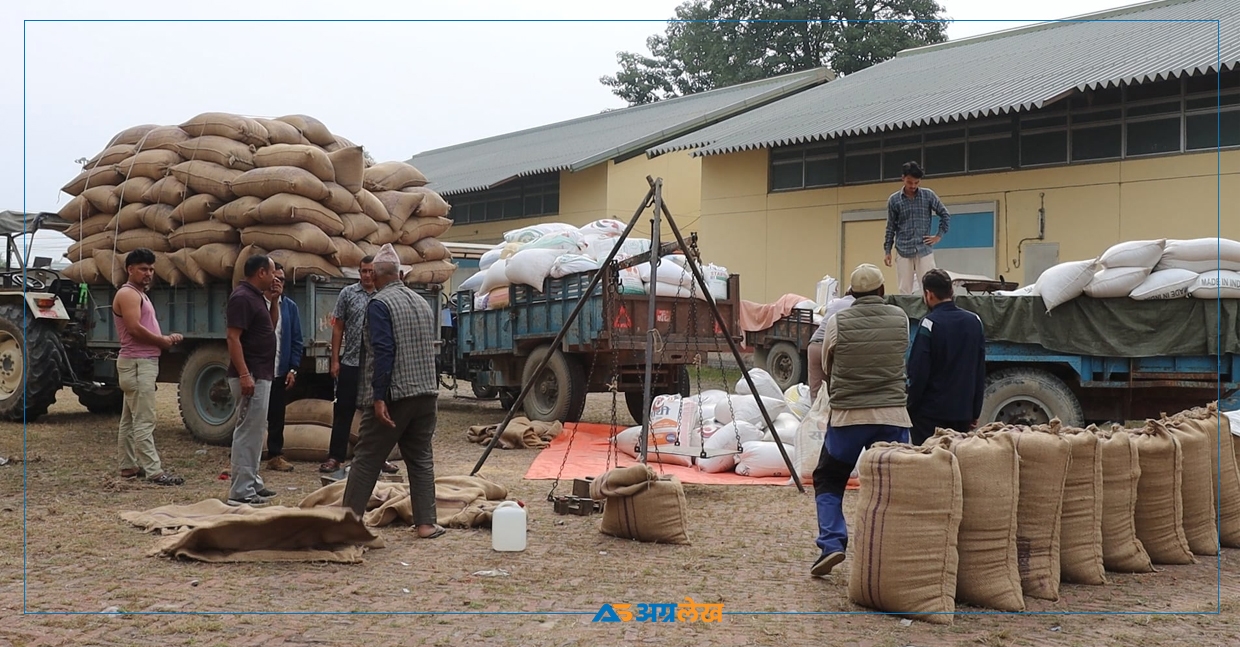 कर्मचारी र व्यापारीको सेटिङ, सस्तोमै धान बेच्न बाध्य छन् किसान