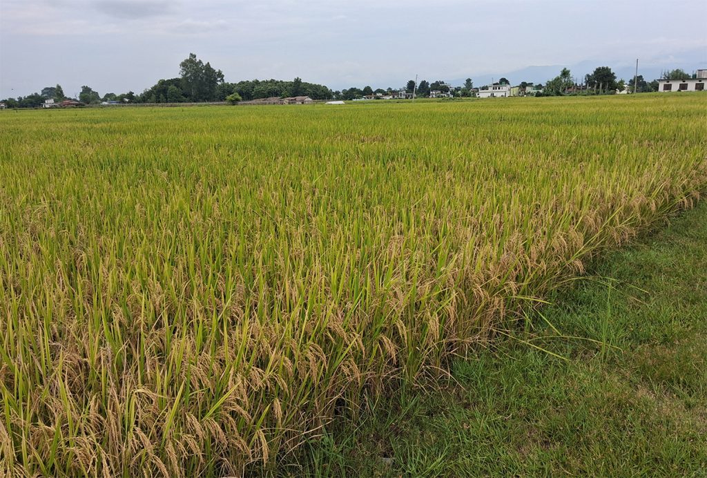 Dhankhet-1024x692.jpg