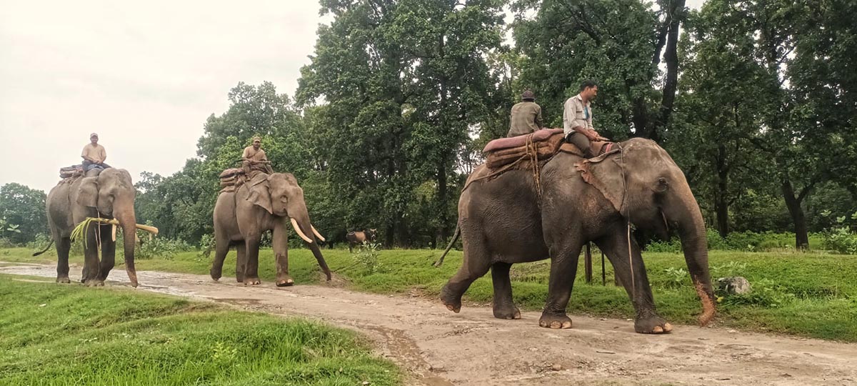 कञ्चनपुरमा बाघको खोजीमा निस्किएको हात्तीसहितको टोली फिर्ता, बाघ भेटिएन