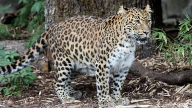 leopard_attack_4_3rW0umgy82.jpg