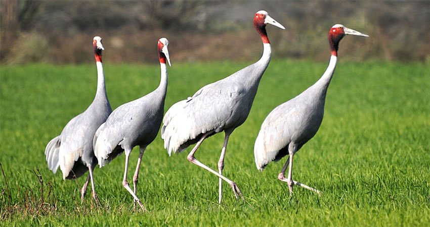 sarasa-bird_NMUagv0c24.jpg