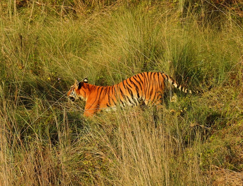 कञ्चनपुरमा बाघ समात्न हात्तीसहितको टोली परिचालन