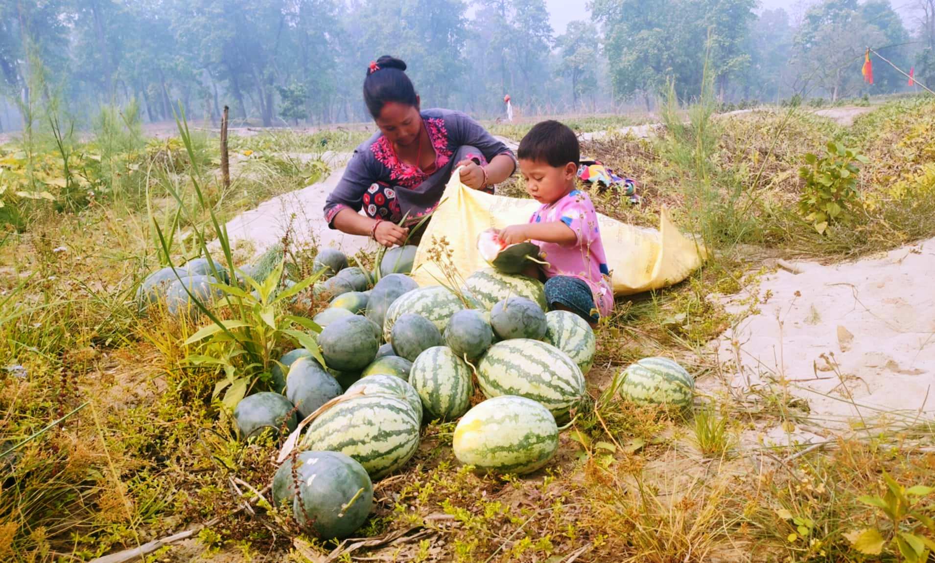 watermelon_JbCSyvuj6W.jpg